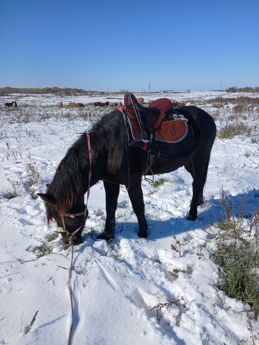 Айғыр сатылады Жеребец
