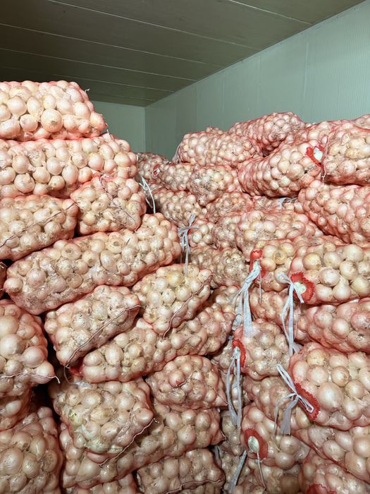 Ок Пиез, лук белый оптом