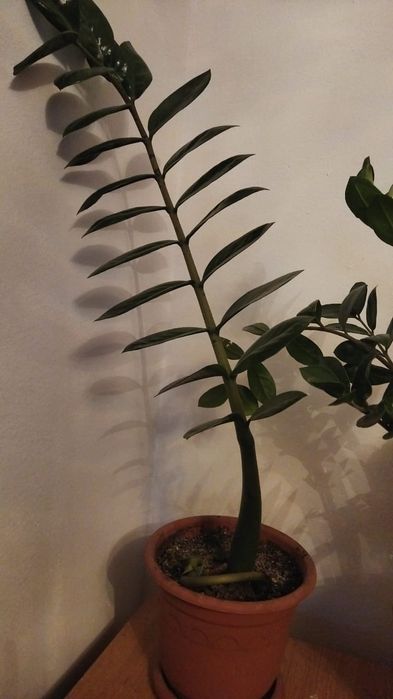 Замиокулькас, долларовое дерево