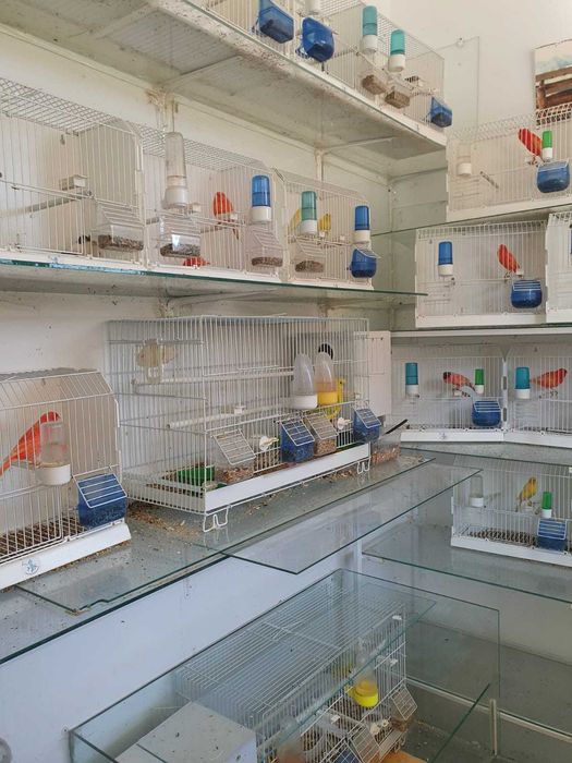 Canari Rosi , Hibrizi de sticlete de petrusel de vanzare