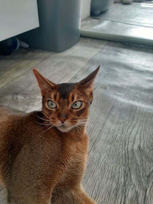 Абиссинская кошка