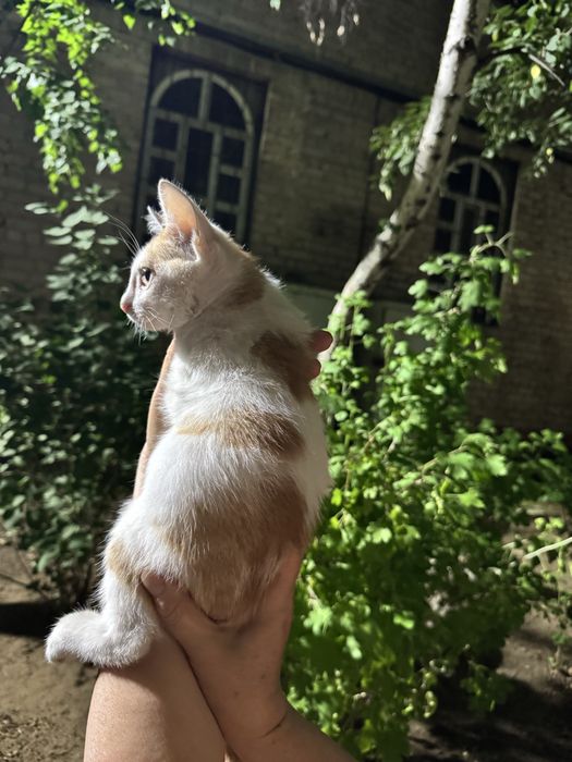 Котенок ищет дом!