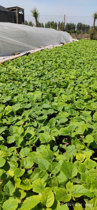 Pavloniya Gibrid 9501 nihollari,  павлония  koʻchatlari кўчати