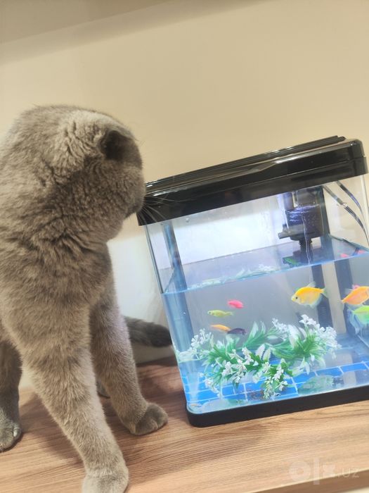 Akvarium baliqlari bilan sotiladi