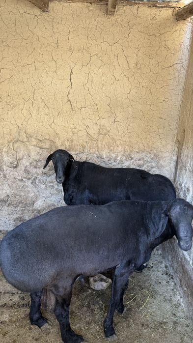 Qo’chqorlar uyda boqilgan