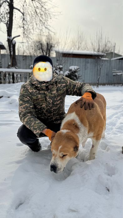 Тобет/алабай/сао