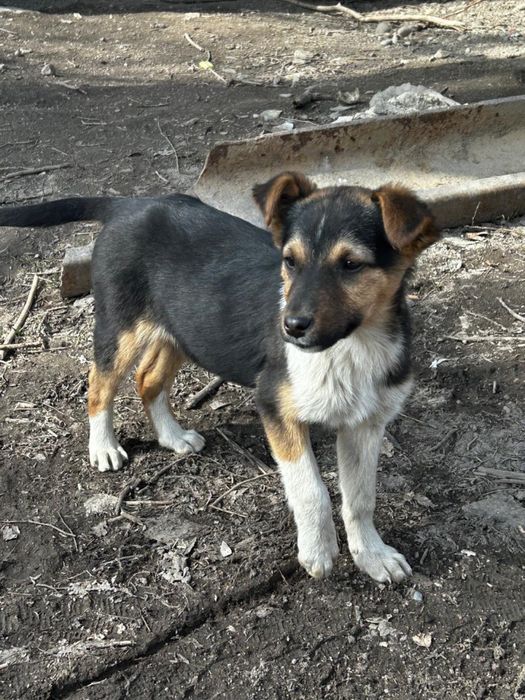 Отдам щенят в добрые руки