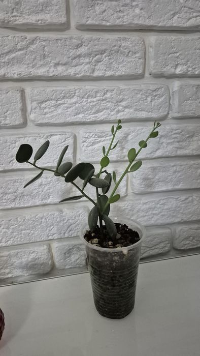 Ксеросициос Дангви суккулент