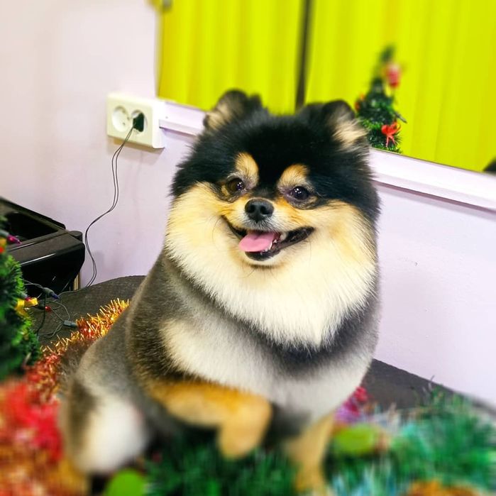 Профессиональная стрижка собак