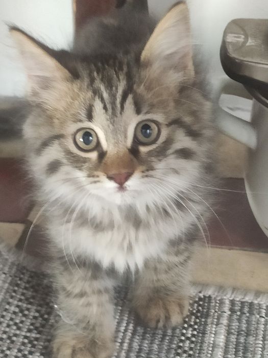 Котята в добрые руки отдам.