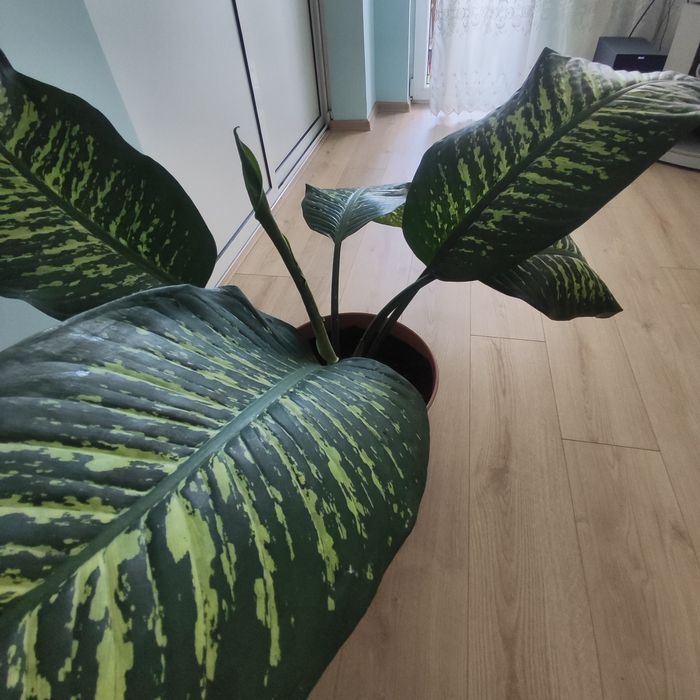 Дифенбахия(Dieffenbachia)
