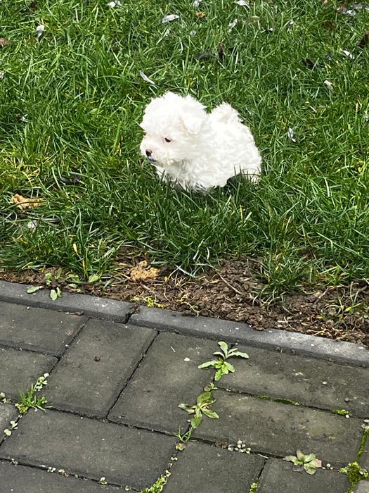 Bichon Maltez mascul