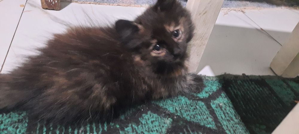 Отдам котят бесплатно