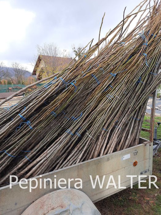 Puieți de nuc certificați Geoagiu 65.