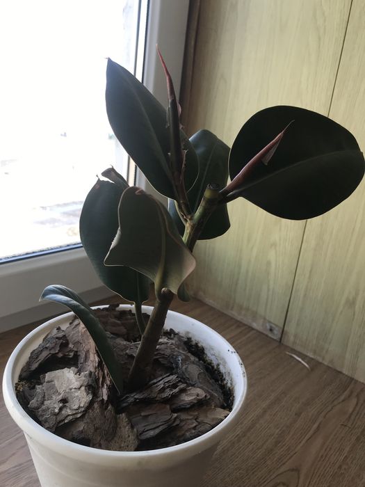 Фикус каучуковый