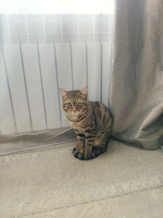 Нету гарантия даберенни