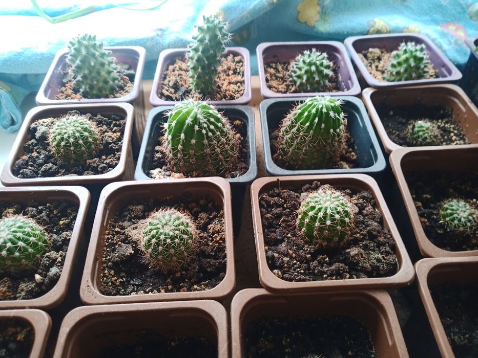 Маленький кактус