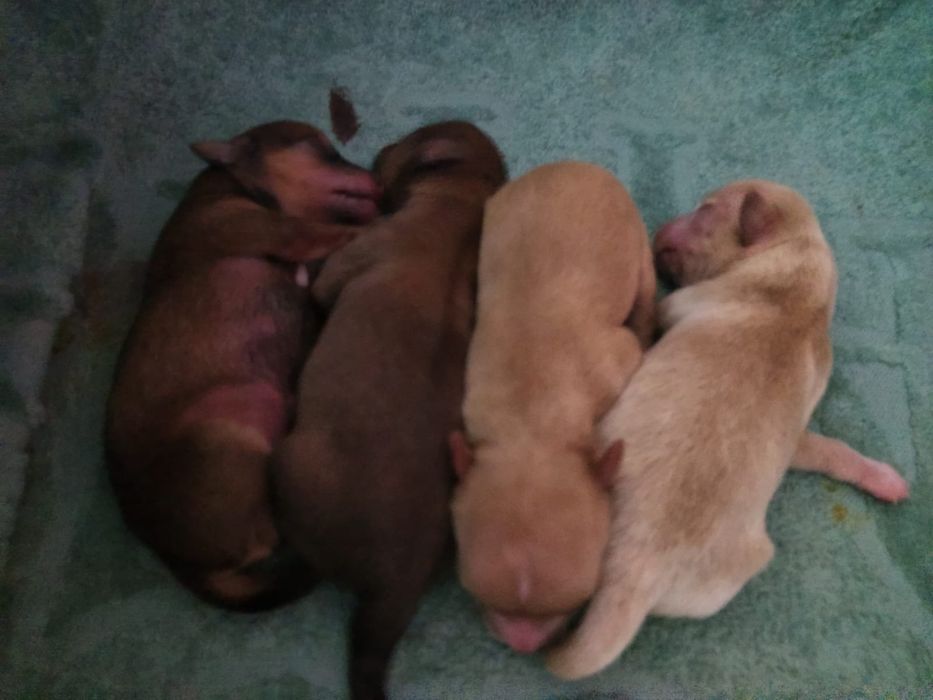 Продам,  щенков  той терьер