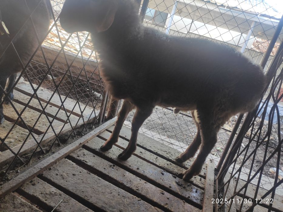 Баран, овцы, қой