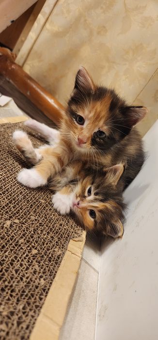 Отдам 3 котят в хороший руки