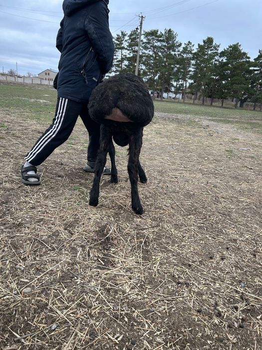 Арашан кошкар 3года