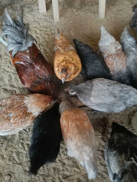 Амерауканы семейка продам.