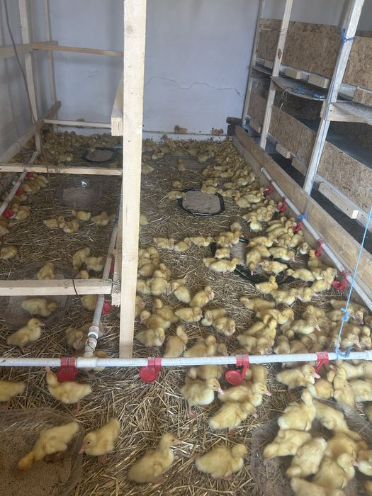 De vanzare pui mari la 5 saptamani rasa mixeter
