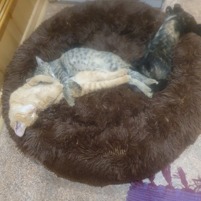 Котятки ищут дом