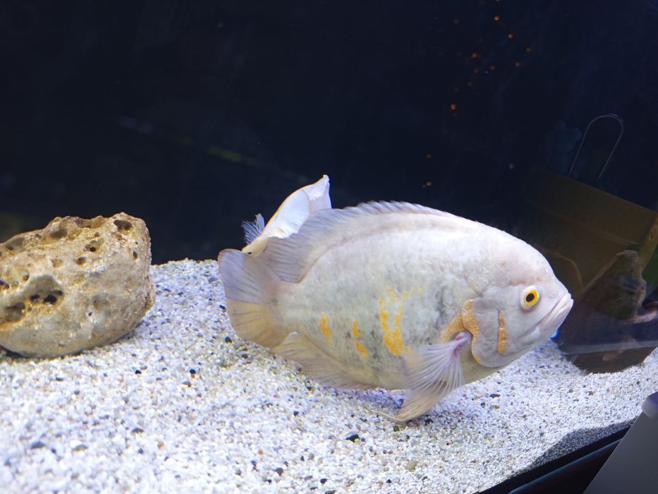 Продавам Астронатус, читала и гицебис.