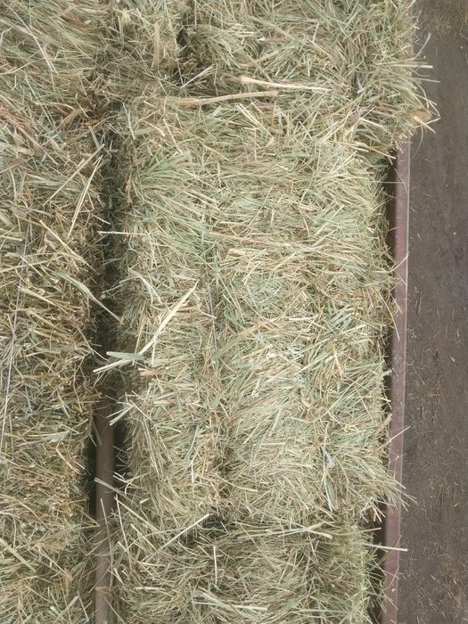 Майда шөп свежий.