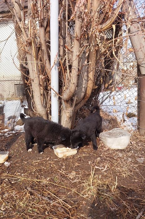 Отдам в добрые руки