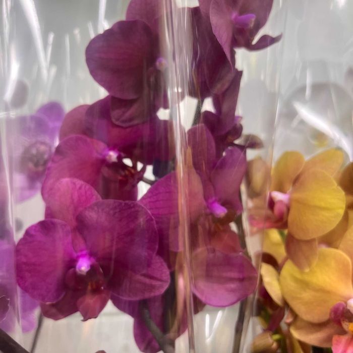 ОРХИДЕИ в горшке