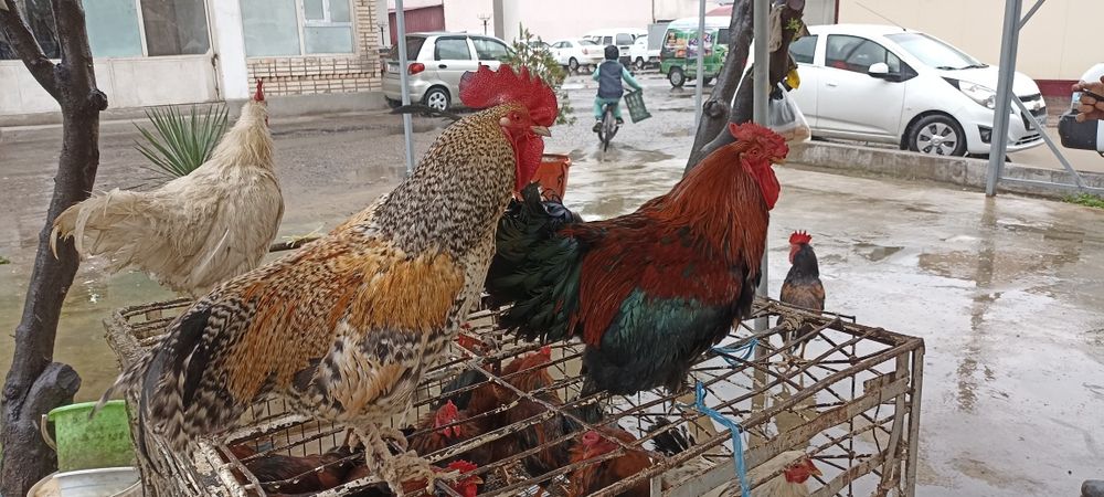 Horoz tovuq parrandalar