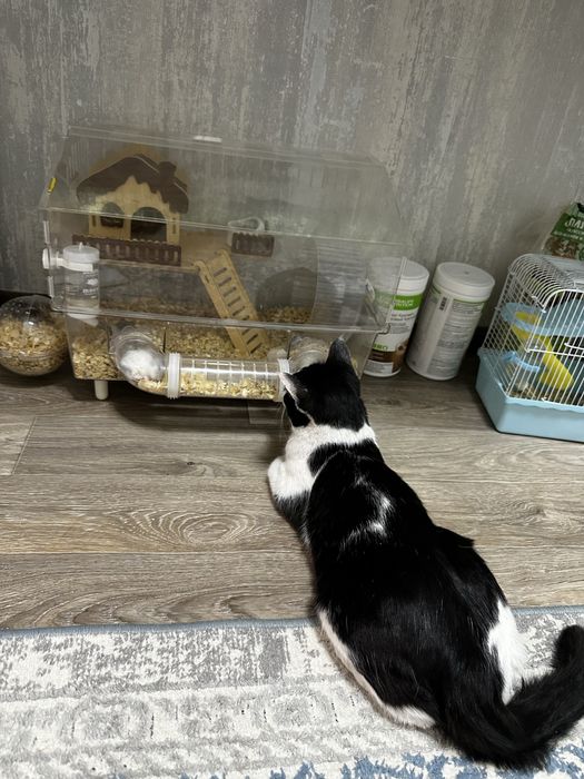 Грызуны Хомяк сатылады