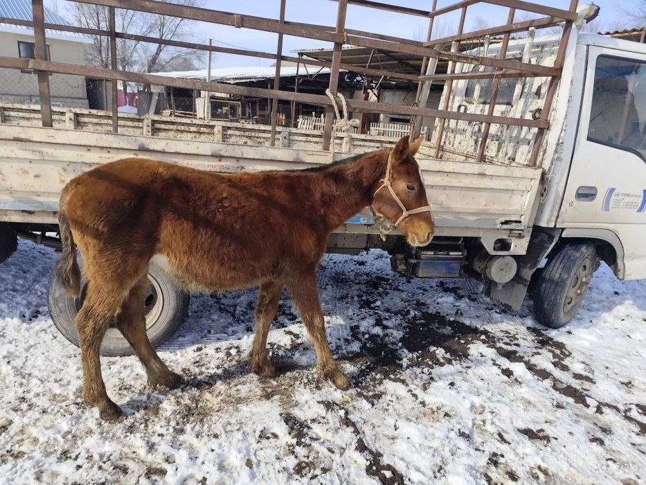 Тай сатылады қолға үйретілген