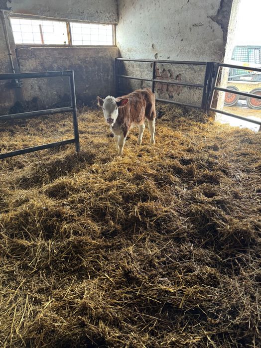 Vand vaca cu vitica baltata romaneasca
