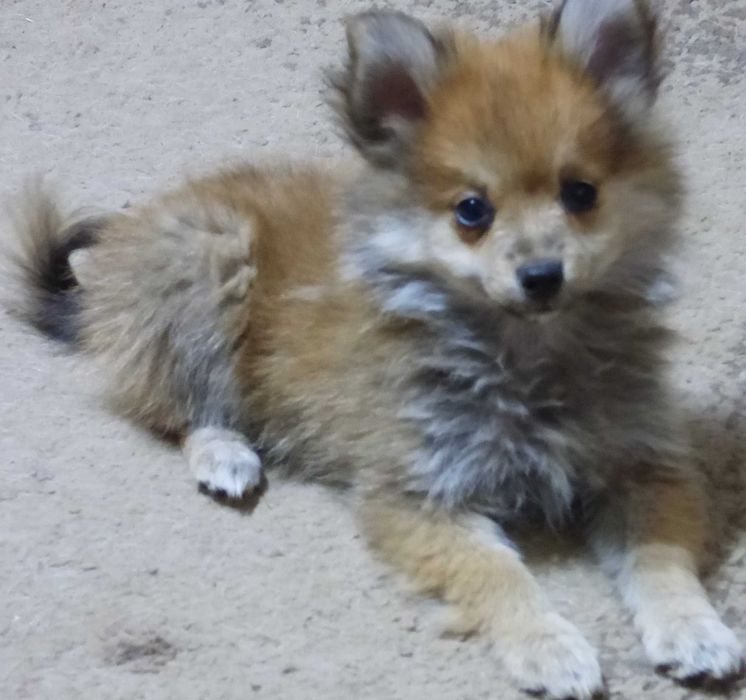 Vind pui Pomeranian
