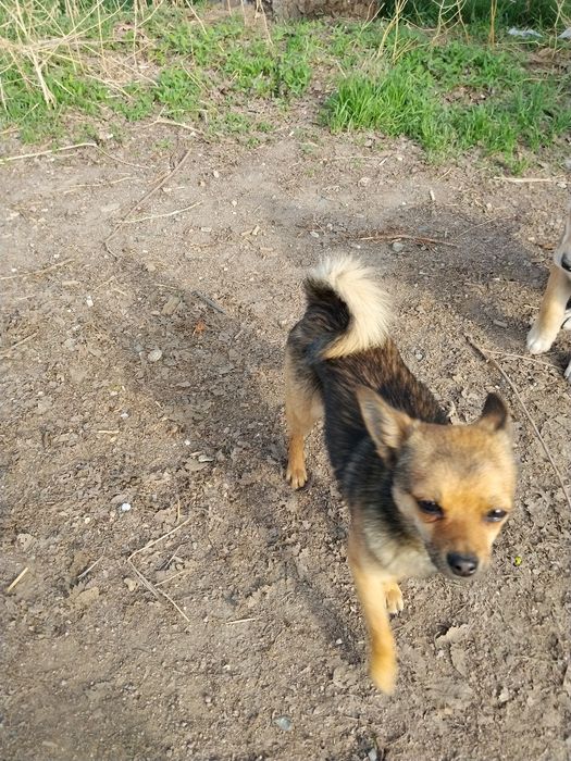 Бесплатно отдам щенят