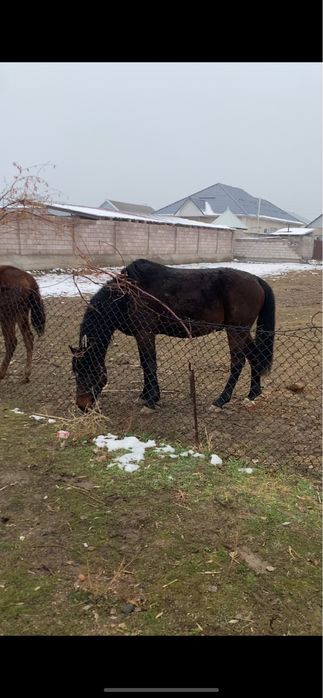 Полукровка айгыр
