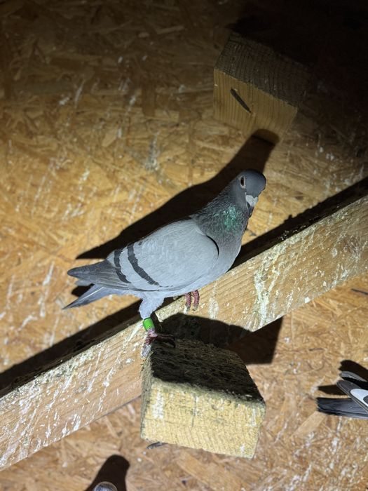 Vand porumbei voiajori