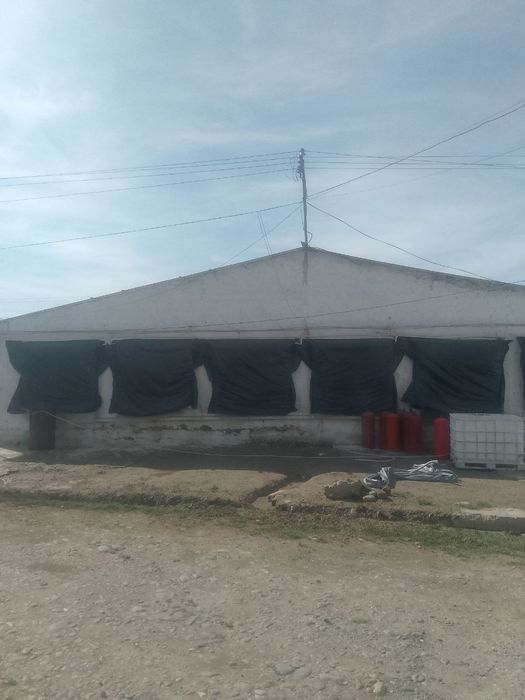 Broller Tovuq boqish uchun Tovuq hona Ijaraga beriladi