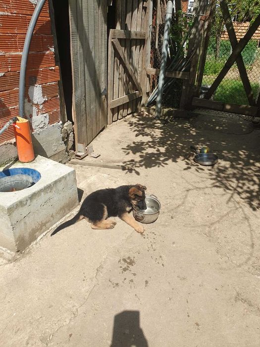 продажба на немкса овчарка