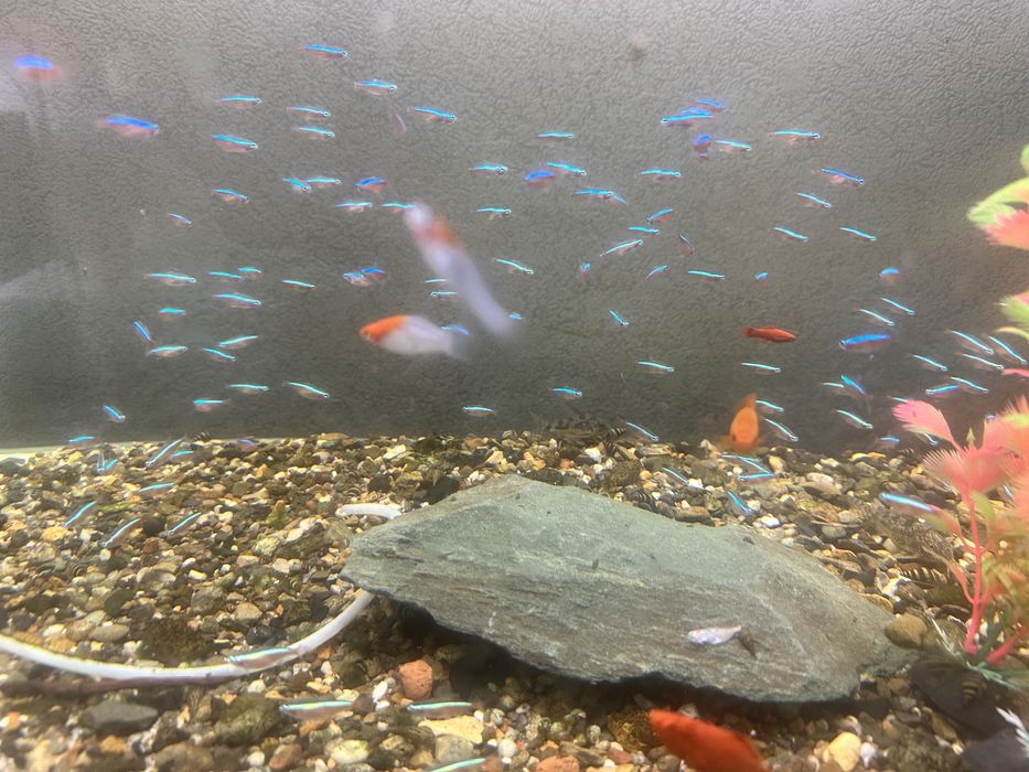 Неоны голубые красные