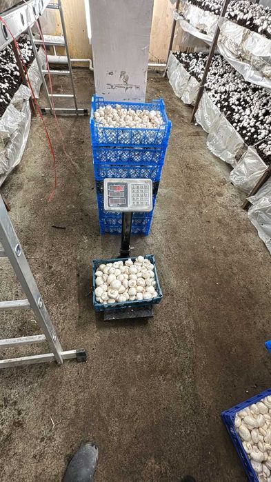 Свежие шампиньоны