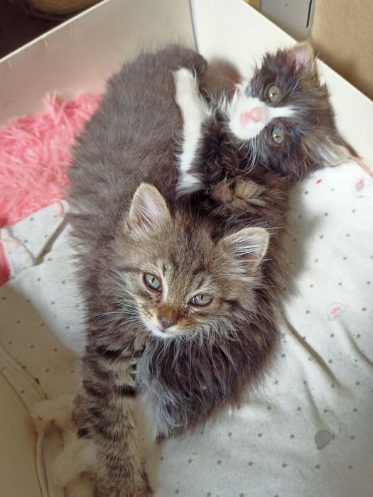 Котята пушистики