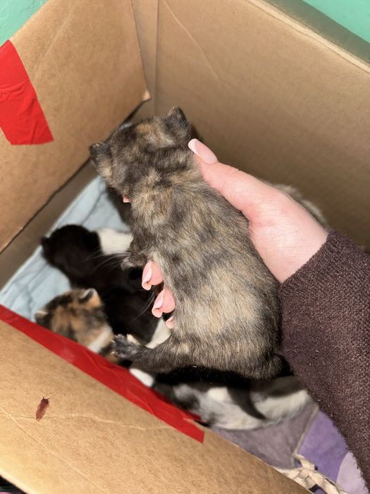 Котята в добрые руки