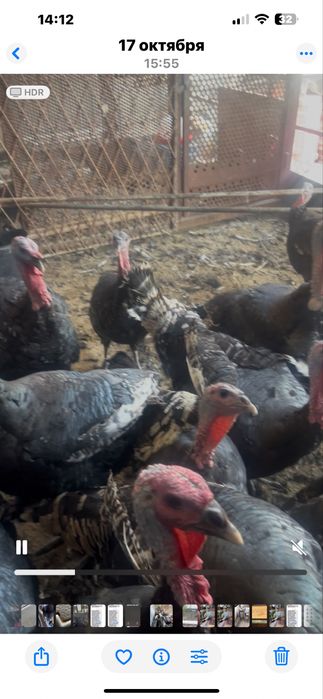 Toza yem bilan boqilgan kurkala sotiladi damashniy