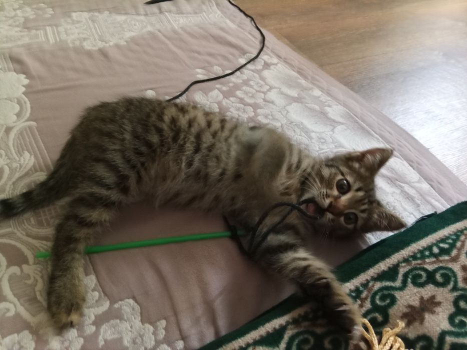 Котик мальчик (маленький полосатый)