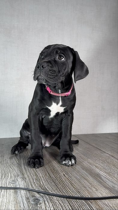 Щенки кане корсо