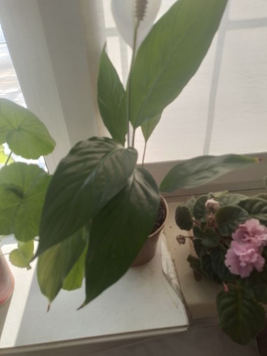 Продам цветы за 500 тенге штука